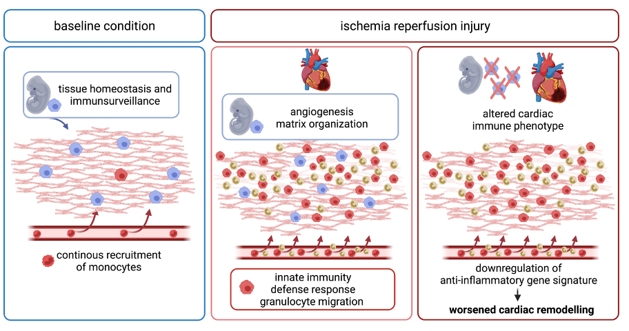 Liver‐Inspired Polyetherketoneketone Scaffolds Simulate Regenerative  Signals and Mobilize Anti‐Inflammatory Reserves to Reprogram Macrophage  Metabolism for Boosted Osteoporotic Osseointegration - Gu - 2023 - Advanced  Science - Wiley Online Library